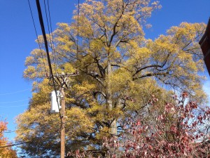 This old oak on our back campus is getting some love and attention today.