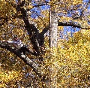 If you look a little more closely, you'll see a brave tree trimmer out on a limb up high. In tree-trimming and in our faith walk together, sometimes we have to go out on a limb to let more light in.