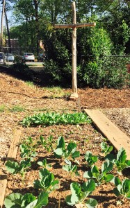 New vegetables breaking through in the garden, on this side of the cross. Eastertide!