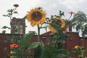 As with these sunflowers in the Caldwell garden, turning their face toward the sun each day, Caldwell is turning its face to God in a new way - a deep discovery of our individual and collective gifts for service and healing. Come to SNAC Thursday night at 5:30!