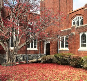 God covers us in grace, just as our old maple covers our lawn with beautiful reds (only, God does it year round!)