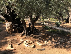 Part of the Garden of Gethsemane.